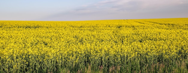 Spring rapeseed yellow blooming fields and blue sky panorama in sunlight Natural seasonal good weather climate eco farming countryside beauty concept
