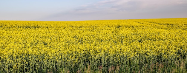 Spring rapeseed yellow blooming fields and blue sky panorama in sunlight natural seasonal good weather climate eco farming countryside beauty concept