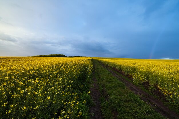 Весенние рапсовые желтые цветущие поля