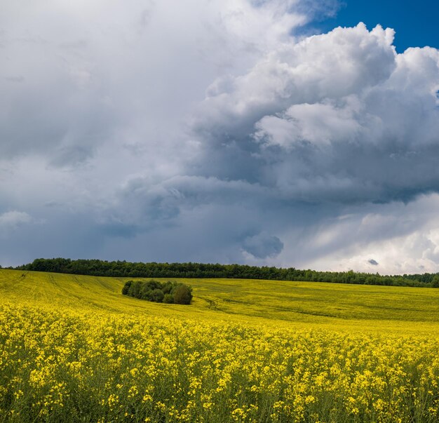 Spring rapeseed yellow blooming fields