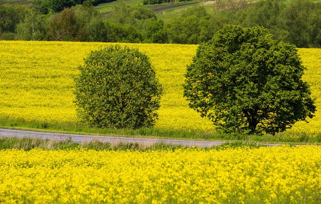 Spring rapeseed yellow blooming fields