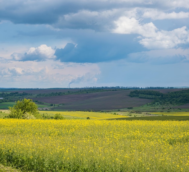 Spring rapeseed yellow blooming fields