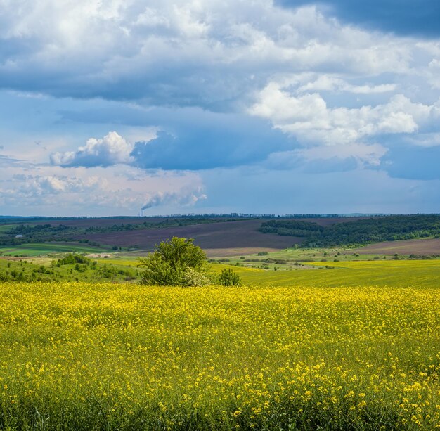 Spring rapeseed yellow blooming fields