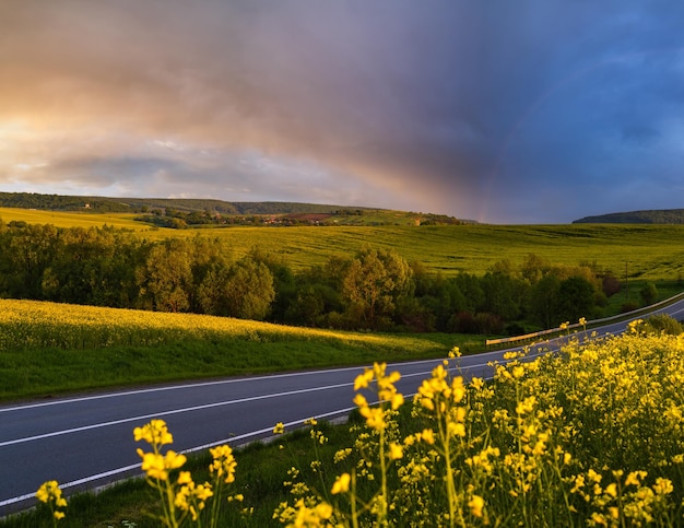 Spring rapeseed yellow blooming fields