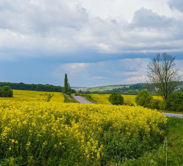 Campi di fioritura gialli della colza della primavera