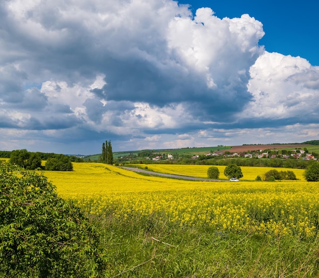 Spring rapeseed yellow blooming fields