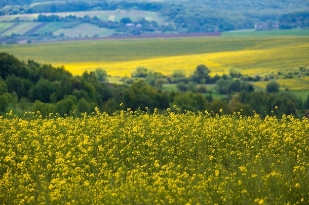 Spring rapeseed yellow blooming fields