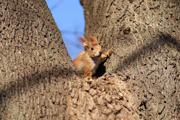 spring red squirrel on a tree