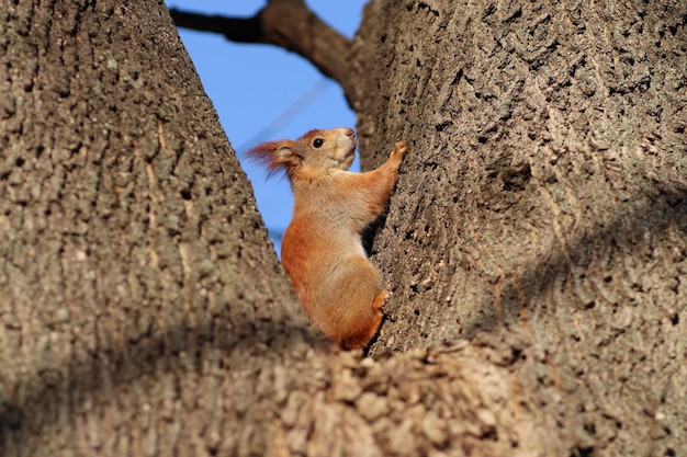 spring red squirrel on a tree