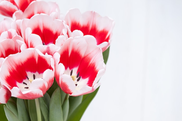 Insegna bianca rossa dei fiori dei tulipani della primavera. bouguet bello e fresco su fondo bianco. copia spazio per il testo.