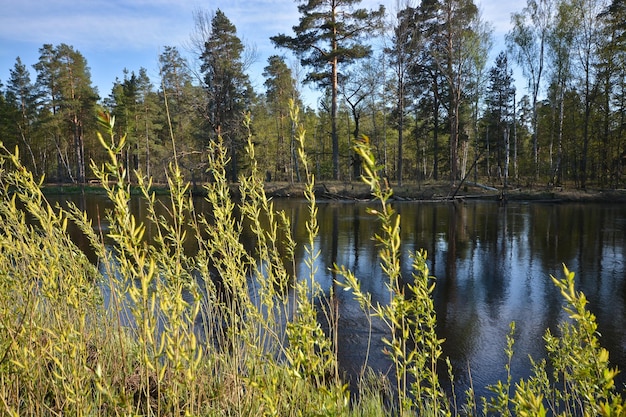 Spring river landscape