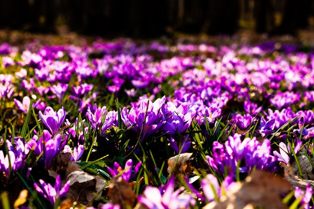 公園の春のサフランと草のカーペット。インスピレーションのための美しい自然の花。ティルフシフトバージョン