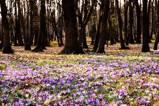 Zafferano primaverile e tappeto d'erba nel parco. bellissimi fiori della natura per l'ispirazione. versione tilf-shift