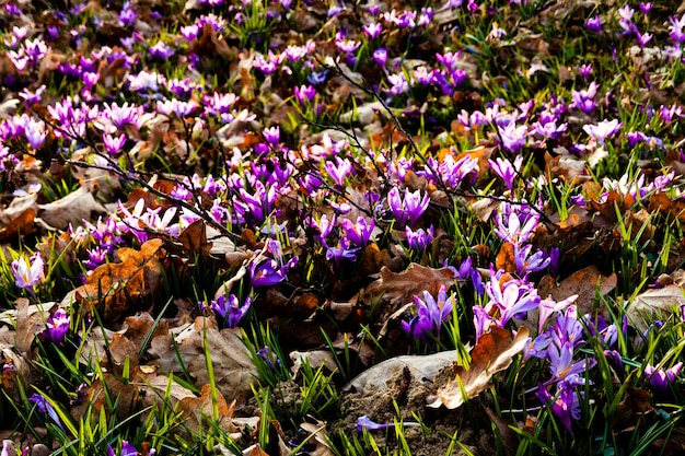 Spring saffron and grass carpet in the park. Beautiful nature flowers for inspiration. Tilt-shift version