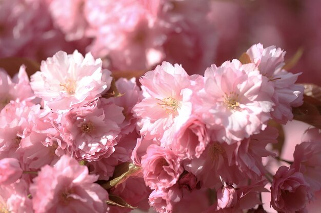 ピンクの花と春の桜の背景、クローズアップ。