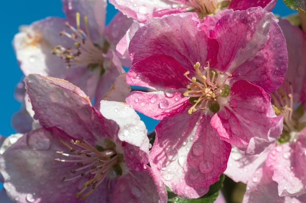 春の桜の花の小枝