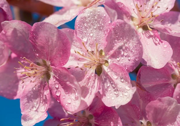 春の桜の花の小枝