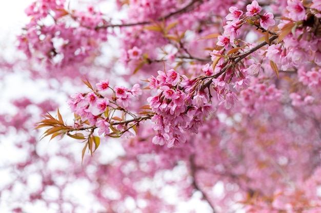 春の桜ピンクの花の抽象的な自然の背景