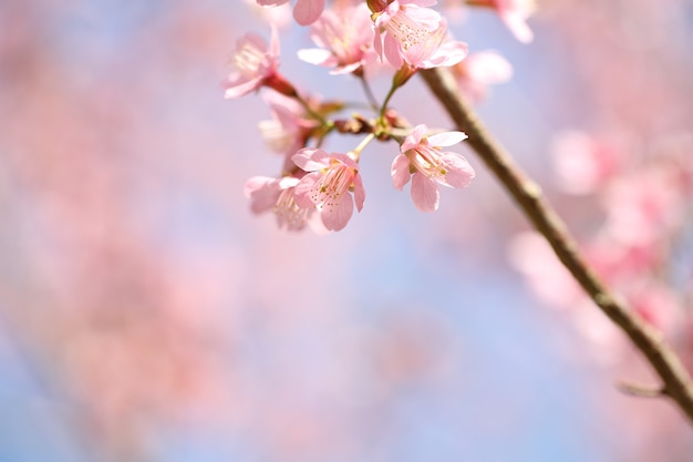 春の桜ピンクの花をクローズアップ