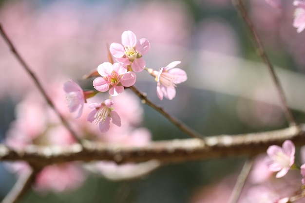 Spring sakura pink flower in close up