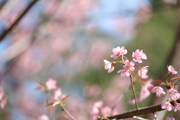 Spring sakura pink flower in close up