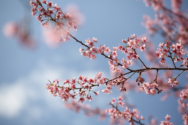 Spring sakura pink flower in close up