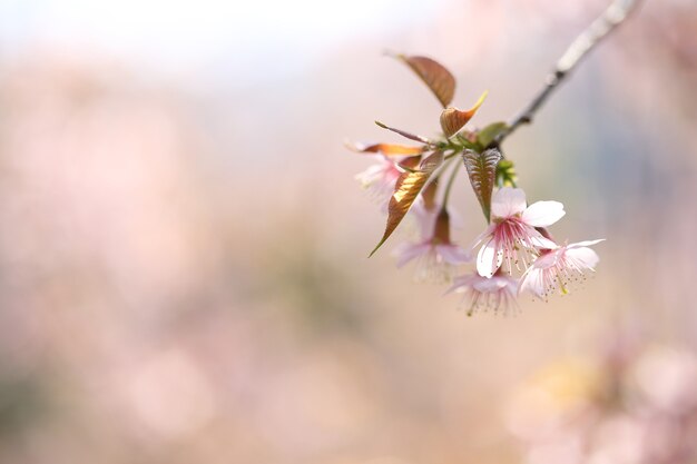 春の桜ピンクの花をクローズアップ