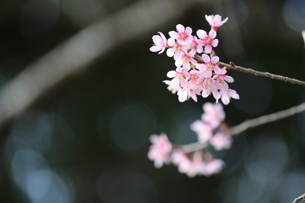 Spring sakura pink flower in close up