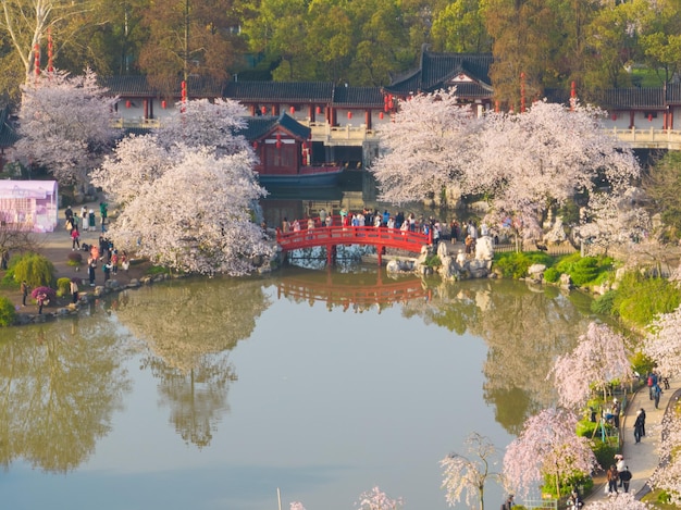 Photo spring scenery of east lake cherry blossom garden in wuhan hubei china