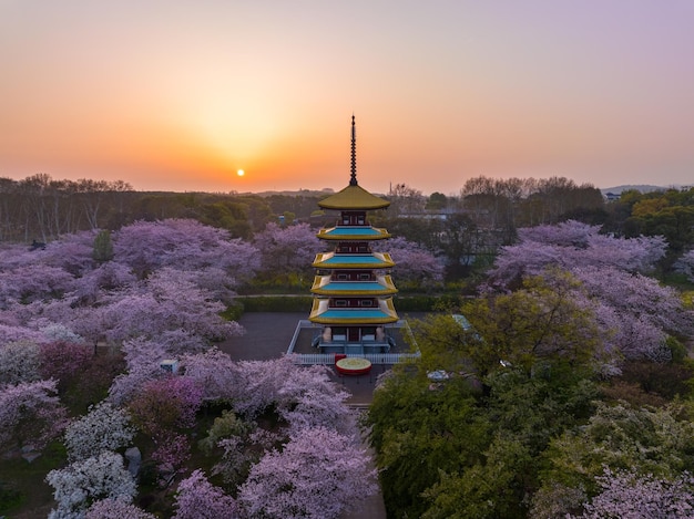 中国湖北省武漢の東湖桜園の春の風景