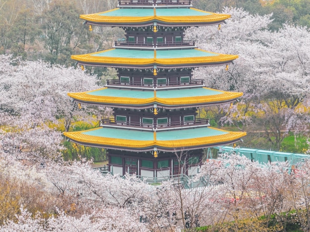 중국 후베이성 우한 동호 벚꽃 정원의 봄 풍경