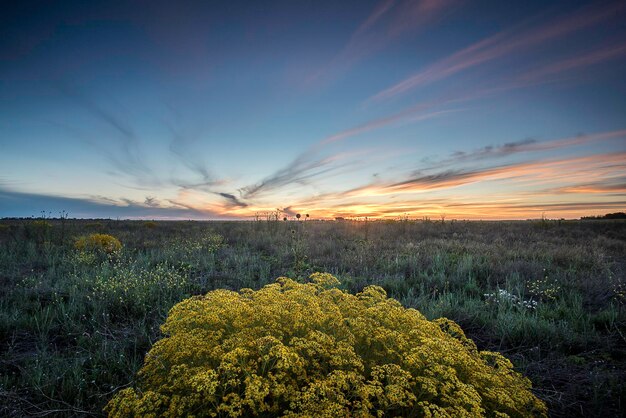 Spring season landscape La Pampa