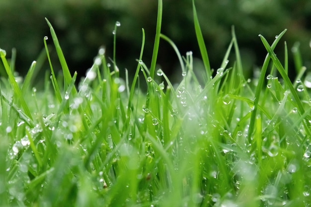 Spring season sunny lawn mowing in the garden with drops of water dew