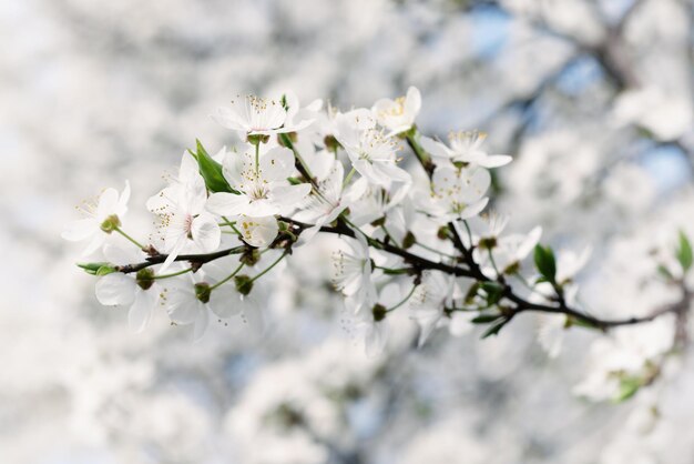 Spring seasonal background with blooming plum tree branches natural seasonal floral background