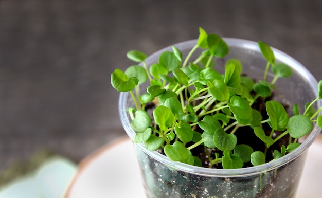 Spring seedlings of viola