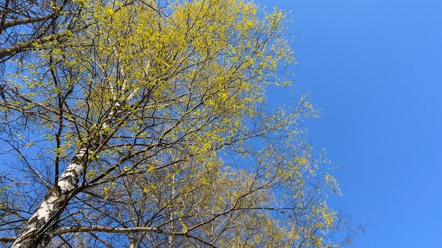 明るい花の咲く白樺の木の枝と雲のない青い空の背景と春の空の景色