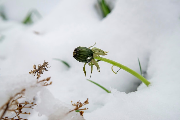 クローズ アップ ビューで季節外れの天候で開花タンポポの花を覆う春の雪