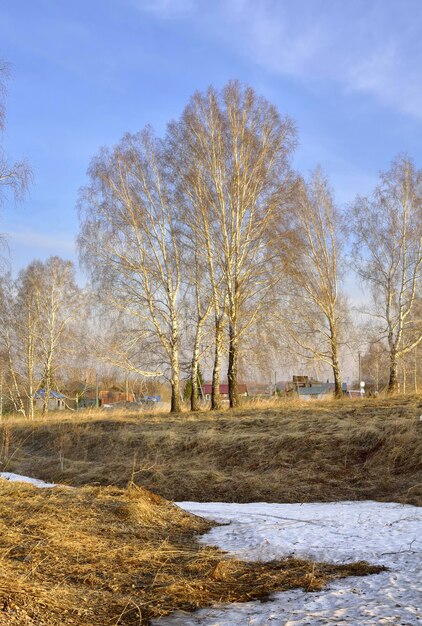 Spring snowdrifts near the birches Bare trees under a blue sky with morning light