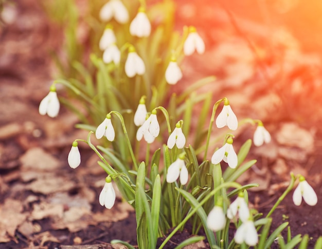 写真 晴れた日に咲く春スノードロップの花