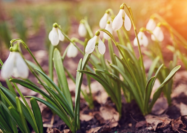 Spring snowdrop flowers blooming