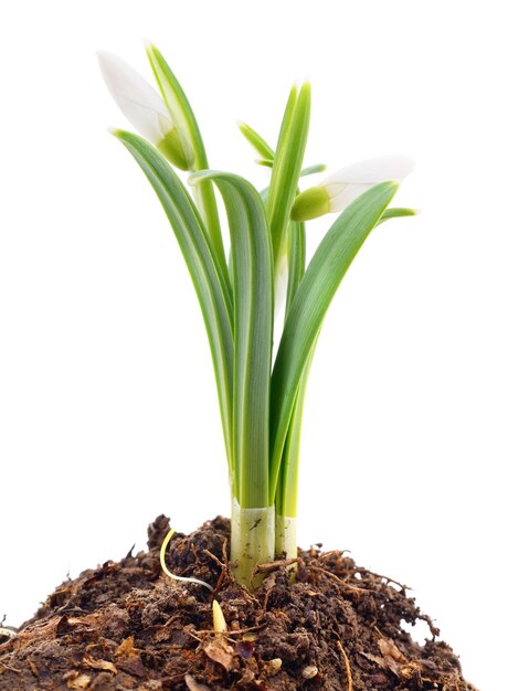 Spring snowdrop flowers isolated on white background