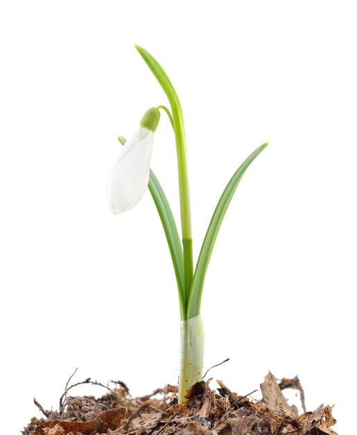 Spring snowdrop flowers isolated on white background