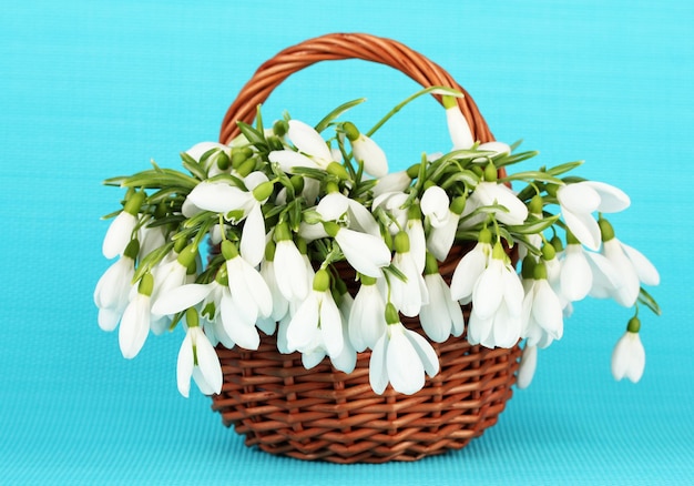 Spring snowdrop flowers in wicker basket on color background
