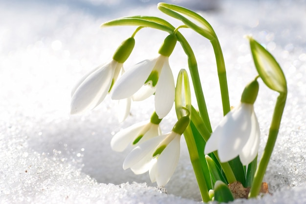 Fiori di bucaneve primaverili con neve nella foresta