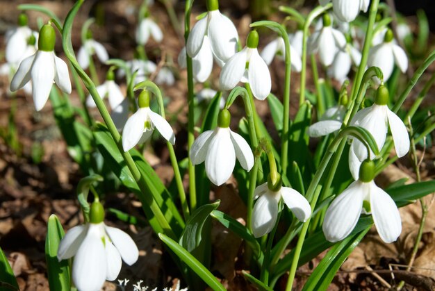 Spring snowdrop flowers with snow in the forest