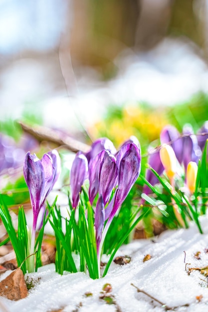 Весенние подснежники крокусы первые цветы после зимы Естественный цветочный фон
