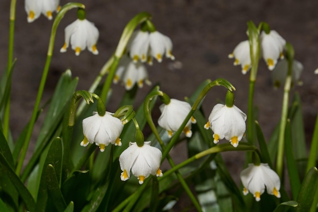 Spring snowflake is blooming