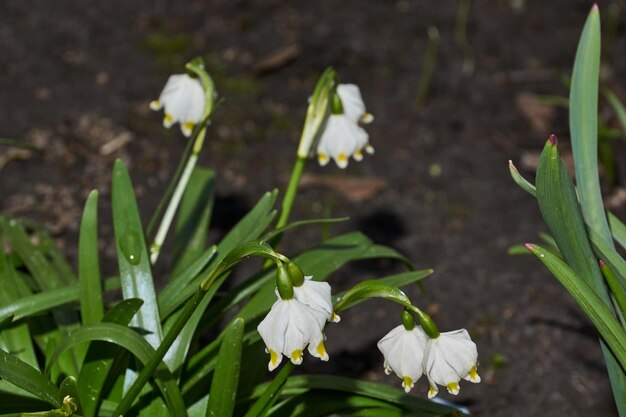 Весенняя снежинка лат Leucojum цветет