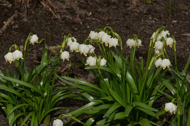 Spring snowflake lat Leucojum vernum is blooming