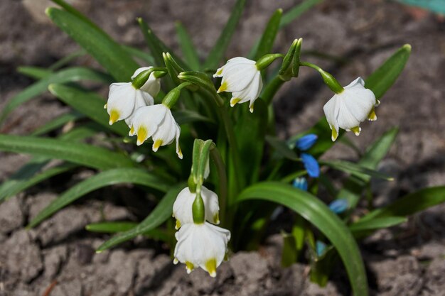 Весенняя снежинка лат Leucojum vernum цветет